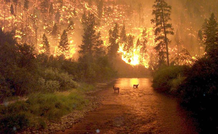 bushfire.jpg