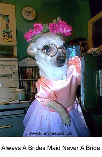 dogbridesmaid.jpg
