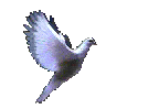 flyingdoveani.gif