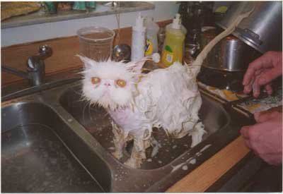 kittybath.jpg