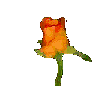 rosebloomorange.gif